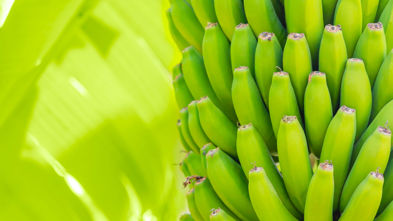 Grenn bananas on a palm. Cultivation of fruits on Tenerife island plantation. Young unripe banana with a palm leaves in shallow depth of field. Closeup