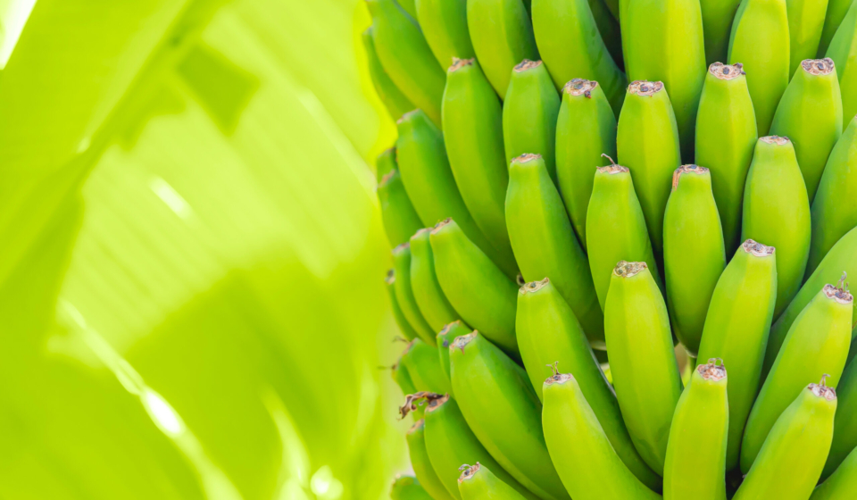 Grenn bananas on a palm. Cultivation of fruits on Tenerife island plantation. Young unripe banana with a palm leaves in shallow depth of field. Closeup